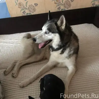 ‼️СРОЧНО‼️ Убежала собака поро...