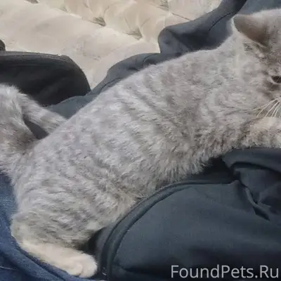 Пропал кот Серёга! просьба Все...