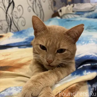 Пропал кот, возраст 3 года. Ош...