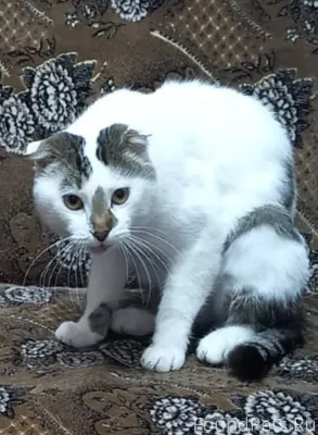 Добрый день Огромная просьба о...