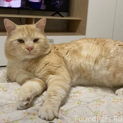 Пропал кот! Ушёл из дома вечер...