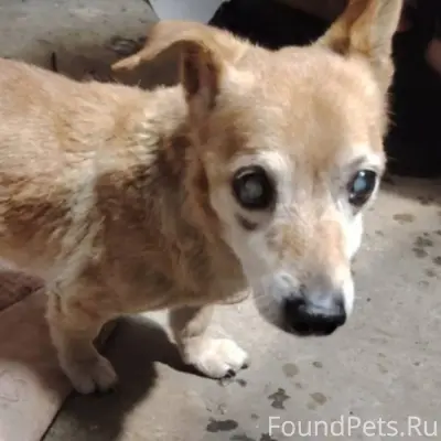 Орехово-Зуево ПОТЕРЯЛСЯ ИЛИ ВЫ...