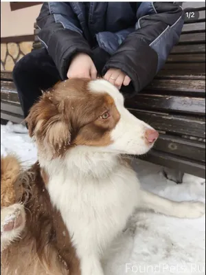 Найдена собака. Сейчас на пере...