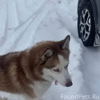 Вологда. Найдена собака породы...
