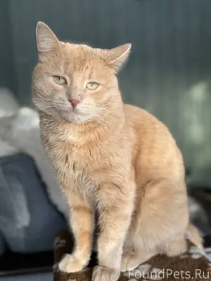 Пропал кот, персиковый окрас, ...