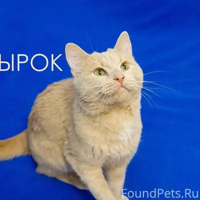 Кот Сырок, возраст примерно 3 ...