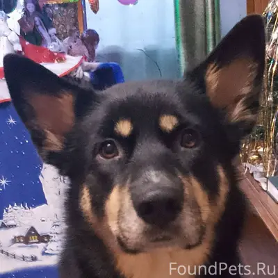 ‼️Срочно! Протвино! Потерялась...