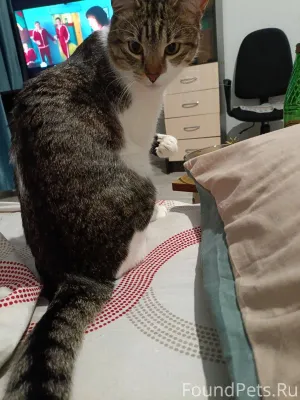 Пропал наш любимый кот Сёма, б...