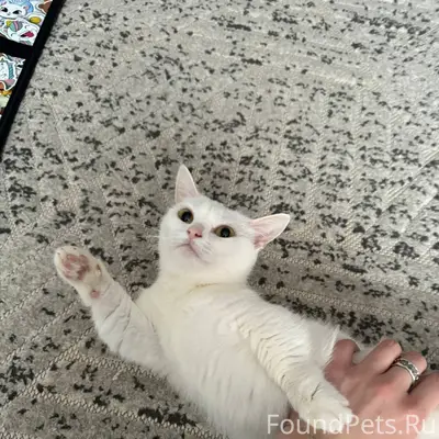 ПРОПАЛА КОШКА ! БЕЛАЯ , СУПЕР ...
