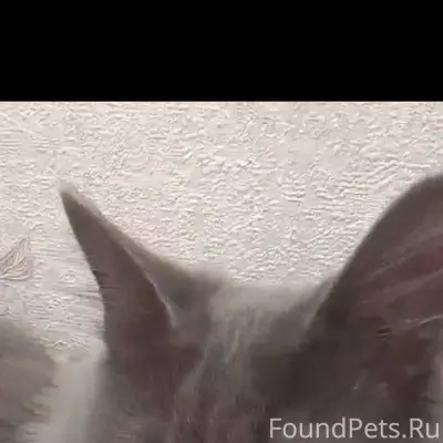 ПОТЕРЯЛСЯ КОТ ГОРОД. СОЧИ ЗОВУ...