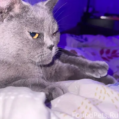 В солнечном, на Тархова найден...