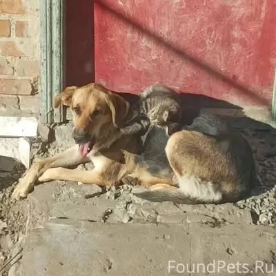 Пропала собака. Отзывается на ...