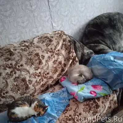 Доброе утро! Пропала кошка трё...