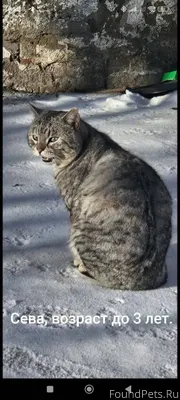 На срочном пристройстве молодо...