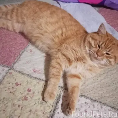 Пропал кот в районе старого кл...