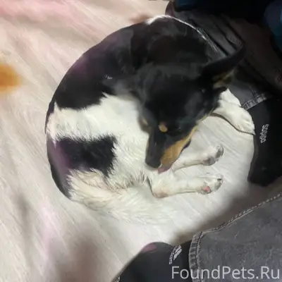 Кто потерял собаку в городе , ...