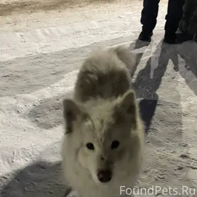 Найдена собака, похоже чья-то....