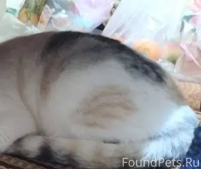 В с. Шимкусы пропала кошка. Уш...