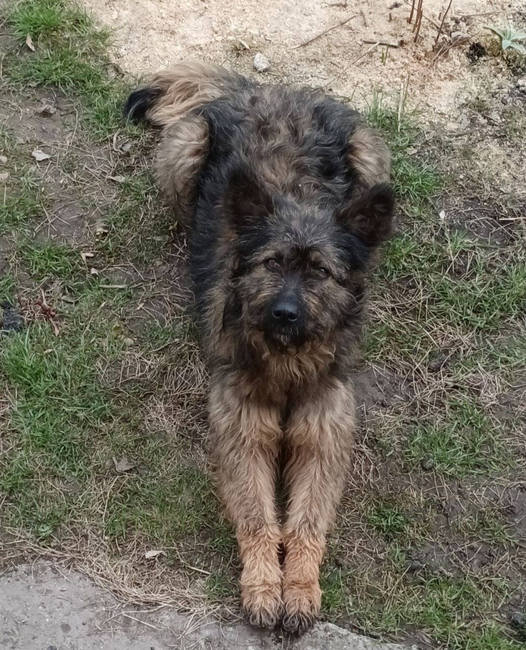 Помогите найти собаку! Пропала...