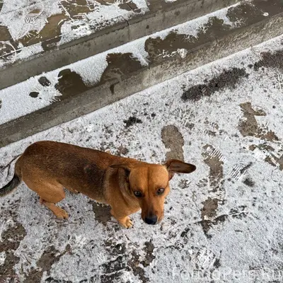 Пропал пес, отзывается на клич...