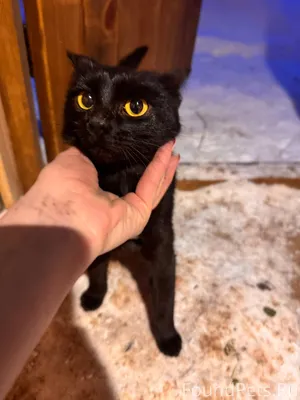 Малышка ищет дом ❗️❗️❗️ Добрый...