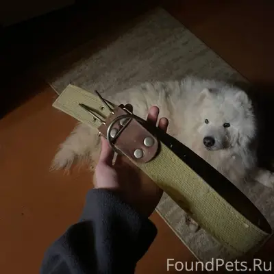 Найдена собака, девочка, пород...