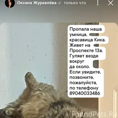 Прошу помощи🙏 пропала. Кошка п...