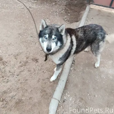 Пропал пёс Кличка Хас . О любо...