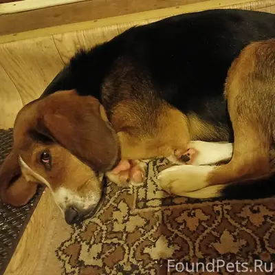 Найдена охотничья собака. Обра...