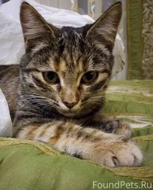 Пропала кошка возраст 3 года, ...