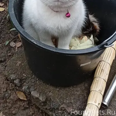 Срочный репост!!!! Пропала кош...