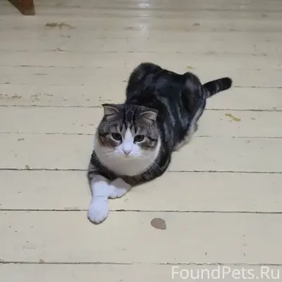 Пропал кот по кличке Семён в.....