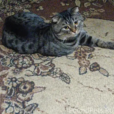 Здравствуйте! Пропал Кот Кто в...