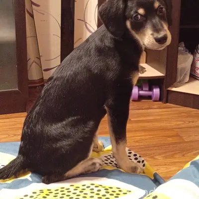 Найден щенок! К ветеринару сво...