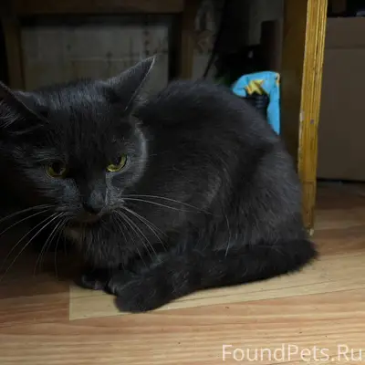 ‼️НАЙДЕНА КОШКА‼️ Найдена дома...