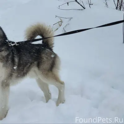 Жуковский! Найден кобель хаски