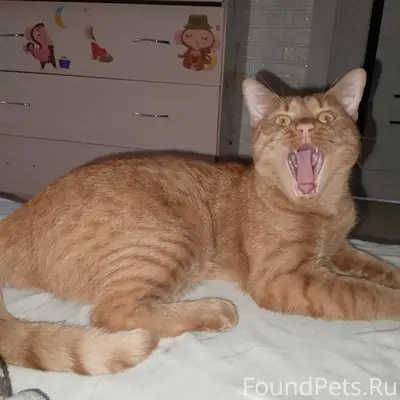 Пропал кот в 7 Мкр-н...