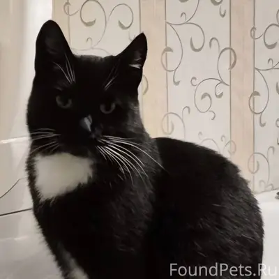 Добрый день! Пропала кошка 09....
