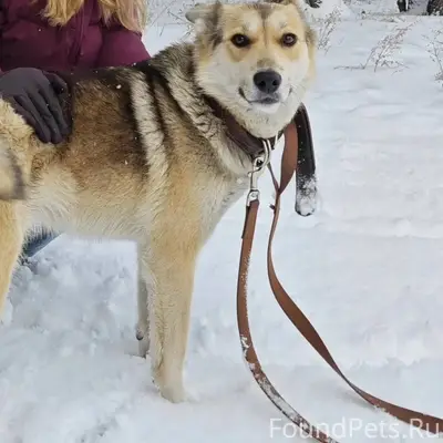Пропала собака в Новоенисейске...