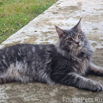 Пропал кот в районе Пожариха. ...