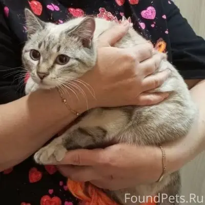 Найдена кошка в подъезде 7-14....