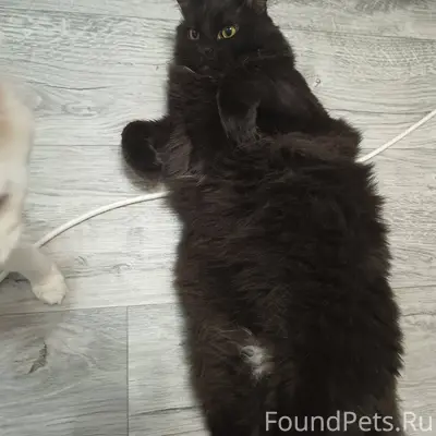 ПРОПАЛ КОТ! Красноармейский ра...