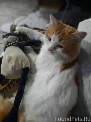 Пропал кот Тоша. С 8.01...