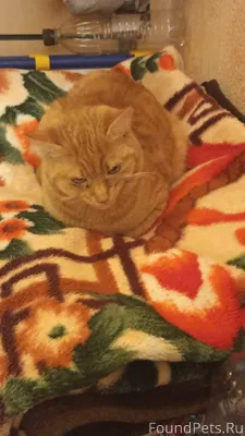 Пропал кот в центра города ул....