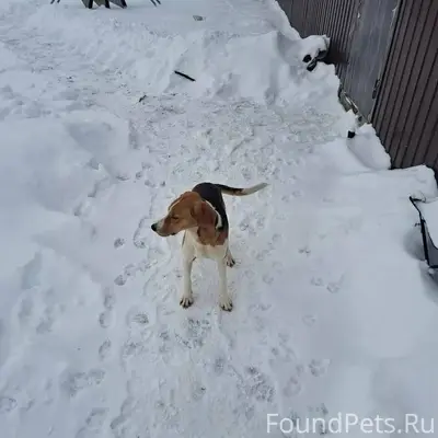 ⚡❗Чья потеряшка?❗⚡ 📍Разумное🏡 ...