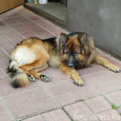 ‼️ Лосино-Петровский ‼️ Новинк...