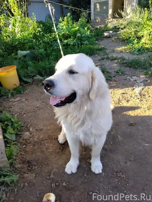 Убежал пёс в районе Углича, ес...