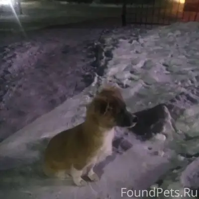 Найдена собака, район ост. МЖК...