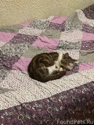 Пропал КОТ, старенький, почти ...