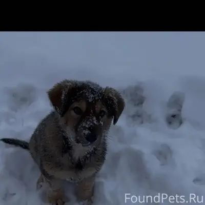 Потерялся щенок, просьба нашед...